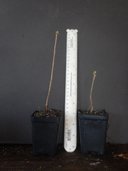 Frontier Gold Aromi Azalea Starter Plant – Deciduous Rhododendron with Yellow Blooms, Live Ornamental Shrub