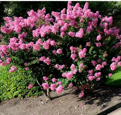 Milk Crape Myrtle Cuttings Crepe Myrtle fast grow for rooting plant 7 Cuttings