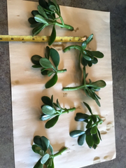 Jade Plant Succulent Cuttings – 3 Unrooted Crassula ovata Green Cuttings 3–5 Inch Sizes for Propagation