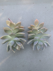 Ghost Plant Succulent Cuttings – 2 Live Graptopetalum Paraguayense Cuttings for Propagation