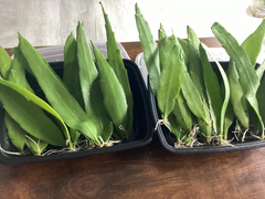 Epiphyllum Oxypetalum Live Plants – 4 Rooted Queen of the Night Orchid Cactus for Indoor or Container Growing