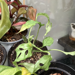 Monstera Obliqua Peru Rooted Cutting – Live Tropical Aroid Plant with Established Roots