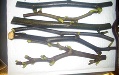 Fig Tree Cuttings LSU Purple – 6 Live Fig Cuttings for Planting, Ficus Carica Variety