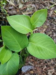 Rhaphidophora hayi Shingling Plant Cutting – One Node Fresh Unrooted Cutting for Planting