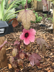 Cranberry Hibiscus Live Plant Cuttings – Hibiscus acetosella Cuttings for Planting, Ornamental and Culinary Garden Plant