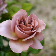 Café Latte Rose Cuttings – 3 Unrooted Scions, Rare Dusty-Mauve Rose Variety for Rooting or Grafting, Live Rosewood Stems