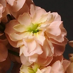 Stock Katz Apricot Seeds – 1,000 Count Matthiola incana Flower Seeds for Garden Planting