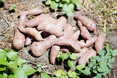 Sweet Potato Slips – 10 Fresh Cuttings Ready to Plant – Mixed Varieties Ipomoea Batatas Vines