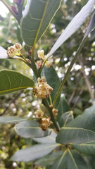 Bay Laurel Cuttings – 10 Stem Cuttings of Laurus nobilis, Bay Leaf Tree for Culinary Garden Propagation