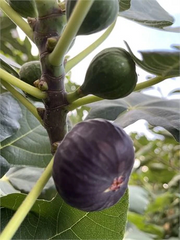 Dark Portuguese Fig Cutting – 8"+ Fresh Ficus carica Stem with 3+ Nodes | Premium Fig Tree Propagation Wood