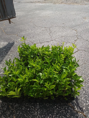 Barbados Acerola Cherry Live Plant – Malpighia emarginata Tropical Fruit Tree for Garden or Container