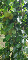 Bartlett Pear Tree Cuttings – 10 Live Pyrus Communis Scions for Rooting, Grafting, and Fruit Tree Propagation