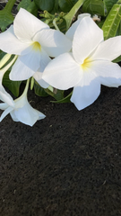 Plumeria pudica Fiddle Leaf – 5 Live Cuttings, Hawaiian White Plumeria, Fast-Growing Tropical Frangipani for Indoor or Outdoor Garden