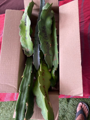 Dragon Fruit Cuttings – 16 Live Pitaya Cuttings 8–12 Inch for Planting, Climbing Cactus