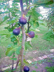 Vasilika Black Fig Tree Cuttings – Ficus carica, 6 Unrooted Hardwood Cuttings for Propagation