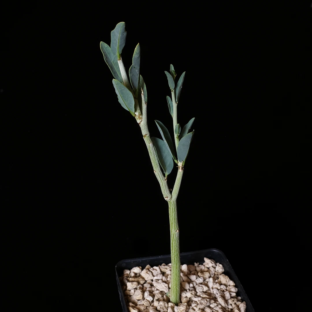 Adenia pechuelii Plant – 3.5” Pot Caudiciform Succulent, Rare Bottle S –  All U Need Garden Supply