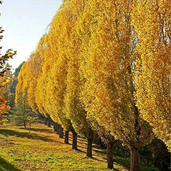 Lombardy Poplar Tree Cuttings – 5 Live Unrooted Pieces – Populus nigra Italica