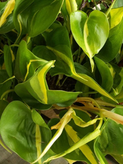 Philodendron Brasil Cutting – Heart Leaf Philodendron Cordatum Vine, Live Plant for Indoor Pots & Hanging Displays