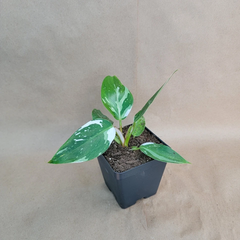 Philodendron White Princess Live Plant – Variegated Aroid in 4” Pot, White Green Foliage, Indoor Houseplant