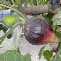 Petite Negri Fig Cuttings – 2 Fresh Dwarf Fig Tree Cuttings, Ficus Carica for Propagation, Zones 8–10