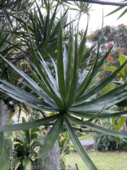 Dracaena marginata Cuttings – 3 Hawaii-Grown Madagascar Dragon Tree Stems for Rooting