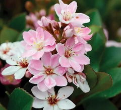 Indian Hawthorn ‘Pinkie’ Cuttings – 5 Unrooted Stems for Rooting or Grafting