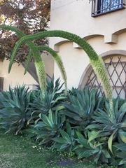 Agave Attenuata Foxtail Succulent Live Plant – 6–8 Inch Tropical Agave for Outdoor or Container Growing