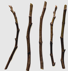 Chicago Hardy Fig Tree Cuttings – 5 Live Fig Cuttings 9–10 Inch with 5 Nodes Average, Ficus Carica