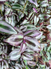 Tradescantia Zebrina ‘Violet Hill’ Cuttings – Colorful Purple Houseplant Cuttings – Fresh Unrooted Stems