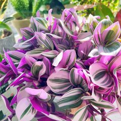 Tradescantia Nanouk Cuttings – Pink Wandering Jew Houseplant, 3 Unrooted Live Cuttings 3–4 Inches Long