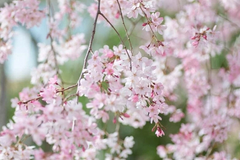Japanese Flowering Cherry Unrooted Cuttings – 12 Prunus serrulata Tree Cuttings for Rooting and Propagation