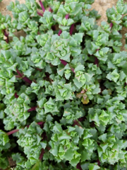 Pink Ice Plant Cuttings – 5 Oscularia Lampranthus Deltoides Stems for Rooting – Hardy Succulent Starter