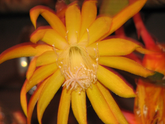 Epiphyllum ‘Frühlings Gold’ Orchid Cactus Cutting – Unrooted Epiphytic Cactus Plant
