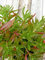 3 Crassula Campfire Cuttings – Crassula capitella Succulent Stems, Bright Red-Green Leaves, Live Unrooted Cuttings