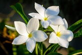 Plumeria Pudica Cuttings – 2 Fresh 4–6 Inch White Flowering Cuttings – Butterfly Garden Plumeria Starter Plant