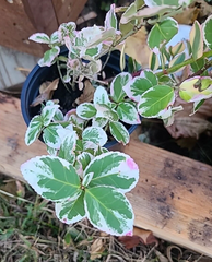 Variegated Creeping Fig Cuttings – Ficus pumila Variegata – 5 Unrooted Cuttings, 6+ Inches