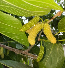 White Shahtoot Mulberry Cuttings – 10 Fresh Unrooted 6–10" Stems, Sweet Fruit Variety for Home Orchards & Propagation