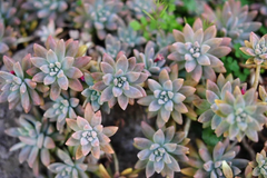 3 Ghost Plant Cuttings – Graptopetalum Paraguayense Succulent Stems, Live Unrooted Cuttings Ready to Root