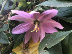 Banana Passionfruit Cuttings – 4 Live Passiflora tripartita Cuttings for Planting, Tropical Vine Propagation