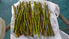 Hardy Chicago Fig Cuttings – 6 Organic Fresh Branches for Rooting, Live Ficus Carica Starter Wood