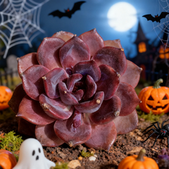 Echeveria Black Mamba – Rare 2.5" Live Succulent, Dark Rosette Variety for Pots, Arrangements, and Collectors