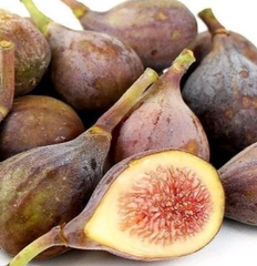 Celeste Fig Cutting for Planting – 1 Fresh Ficus Carica Stem, Cold Hardy Fig Variety