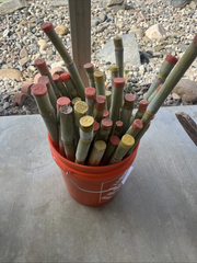 Fresh 2025 Sugarcane Cuttings – 3 Pack Tropical Planting Stalks | Saccharum officinarum | Easy Grow Garden Starter