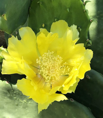 Opuntia Gomei Cactus Pads – 6–10 Inch Cuttings – Old Mexico Pear Cactus Starter Pads for Planting