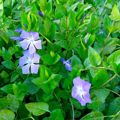 Vinca Major Periwinkle Cuttings – 10 Live Unrooted Cuttings 5–10 Inches Long, Purple Flower Groundcover