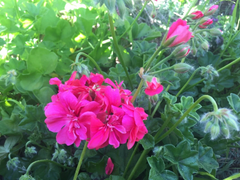 Hot Pink Ivy Geranium Cuttings – 6 Live Pelargonium Peltatum Starter Cuttings, 6 Inch Plants for Planting