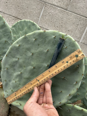 Opuntia Robusta Cactus Cutting 10–12 Inch Unrooted Prickly Pear Pad for Propagation Ornamental Desert Plant