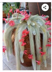Monkey Tail Cactus Cutting – 8” Live Cleistocactus colademononis End Cutting, Soft-Haired Hanging Succulent for Pots & Baskets
