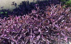 Purple Wandering Jew Live Plants – 15 Tradescantia pallida Purpurea, 4–8 Inch Plants, Purple Trailing Houseplant