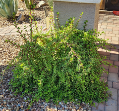 Portulacaria afra “Mammoth” Cuttings – 5 Elephant Bush Succulent Stems, Live Starter Plant Lot for Rooting